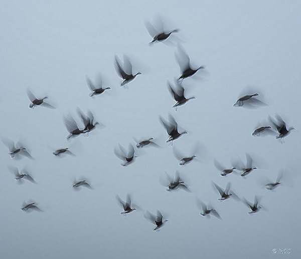 Geese in flight